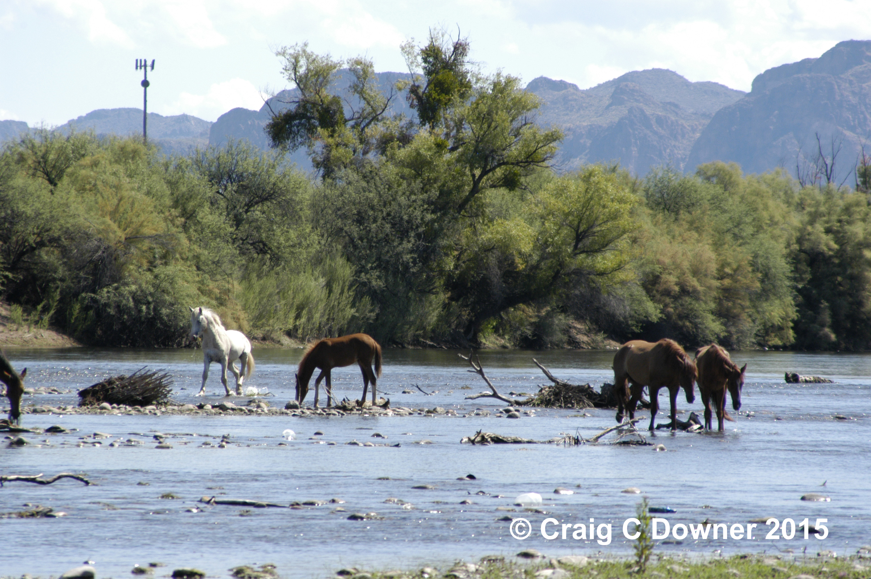 The Wild Horse Conspiracy Report On Salt River Ecosystem Tonto
