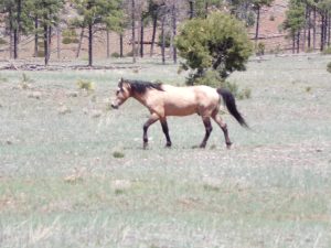 Heber Buckskin Mustang Copyright by Craig C Downer, May 2021